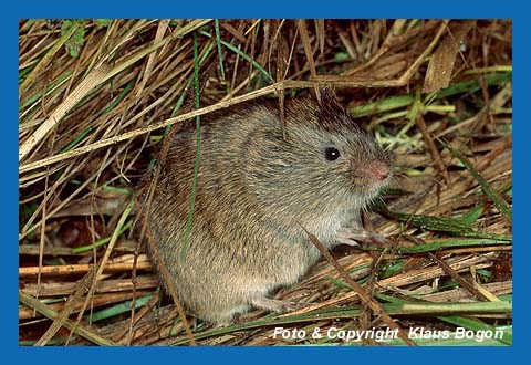 Erdmaus (Microtus agrestis)