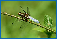 Plattbauch-Libelle (Libellula depressa)