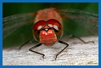 Portrt der Gemeinen Heidelibelle (Sympetrum vulgatum)