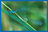 Paarungsrad der Hufeisen-Azurjungfer (Coenagrion puella)