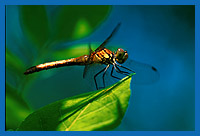 Blutrote Heidelibelle (Sympetrum sanguinneum) Weibchen