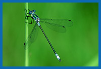 Glnzende Binsenjungfer (Lestes dryas)