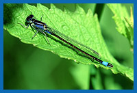 Groe Pechlibelle (Ischnura elegans)