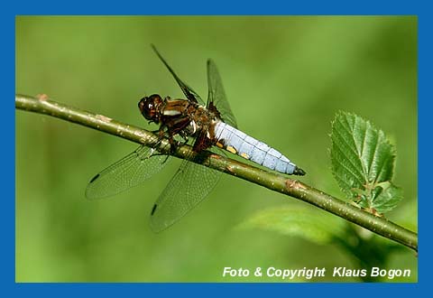 Plattbauch-Libelle (Libellula depressa)