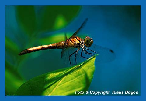 Blutrote Heidelibelle (Sympetrum sanguineum) Weibchen