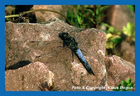 Groer Blaupfeil (Orthetrum cancellatum) Mnnchen