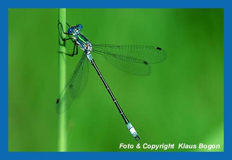 Glnzende Binsenjungfer (Lestes dryas)