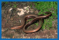 Blindschleiche (Anguis fragilis)