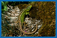 Zauneidechsen Mnnchen (Lacerta agilis) beim Sonnenbad