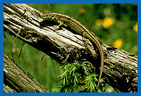 Zauneidechsen (Lacerta agilis) Weibchen beim Sonnenbad