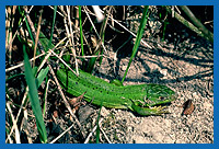 Westliche Smaragdeidechse (Lacerta bilineata) Kaiserstuhl