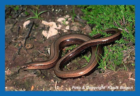 Blindschleiche (Anguis fragilis)