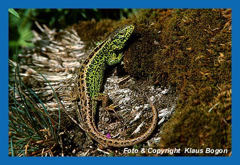 Zauneidechse (Lacerta agilis), Mnnchen sonnt sich