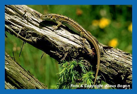 Zauneidechse (Lacerta agilis), Weibchen beim Sonnenbad