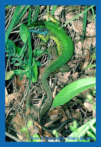 Smaragdeidechse (Lacerta viridis)