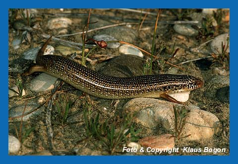 Gefleckter Walzenskink (Chalcides ocellatus)