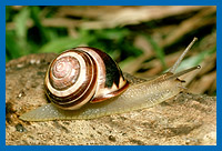 Schwrzmndige Bnderschnecke (Cepaea nemoralis)