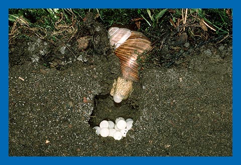 Weinbergschnecke bei der Eiablage