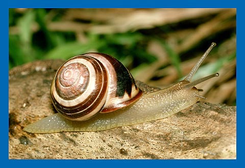 Schwarzmndige Bnderschnecke