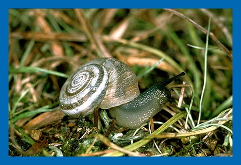 Gemeine Heideschnecke