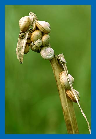 Mittelmeersandschnecken am trockenen Pflanzenstengel