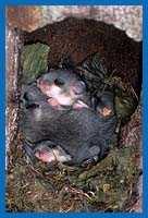Ältere junge Siebenschläfer in einer Holzbetonhöhle