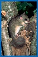 Siebenschlfer (Glis glis)