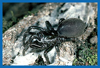 Tapizierspinne (Atypus piceus) sitzt auf dem geffnetem Gespinnstschlauch