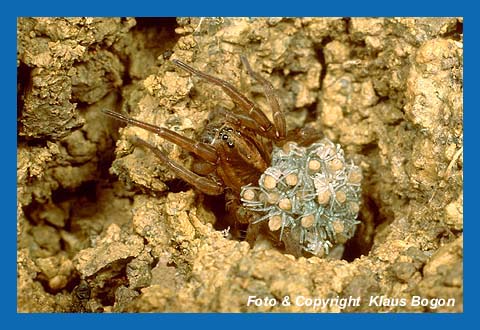 Wolfspinne (Alopecosa trabalis) mit Jungen auf dem Rcken