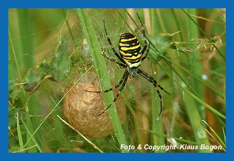 Weibchen der Zebraspinne bewacht Eikokon