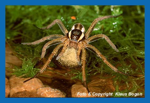 Weibchen der Gerandeten Jagdspinne, trgt Eikokon in den Chelizeren