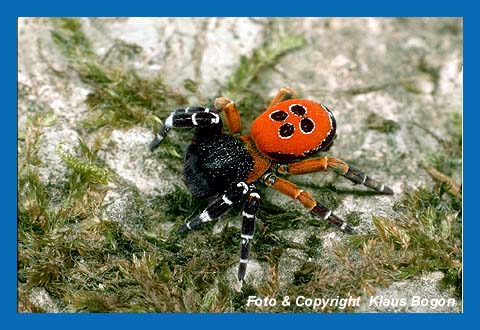 Mnnchen der Rhrenspinne Eresus niger