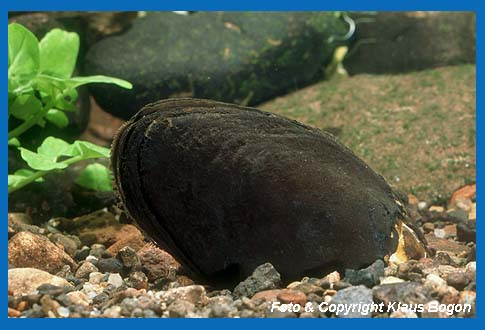 Flussperlmuschel (Margaritifera margaritifera) haben eine dunkelbraune bis fast schwarze Schalenfärbung.