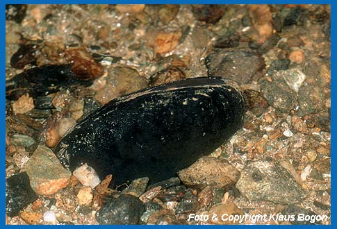 Im Bachgrund steckende Flussperlmuschel (Margaritifera margaritifera)