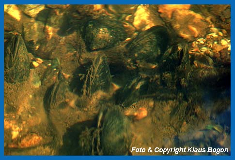 Kolonie von Flussperlmuscheln (Margaritifera margaritifera)