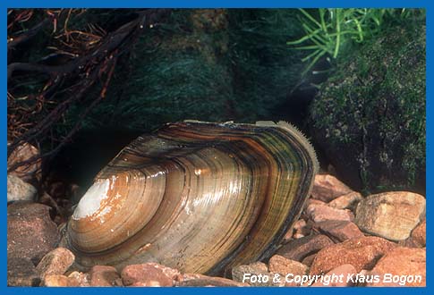 Gemeine Teinchmuschel  (Anodonta anatina)  zu Fotozwecken aus dem Untergrund herausgehoben.
