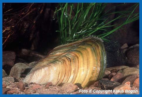 Groe Teichmuschel (Anodonta cygnea) beim filtrieren von Nahrungspartiekeln.