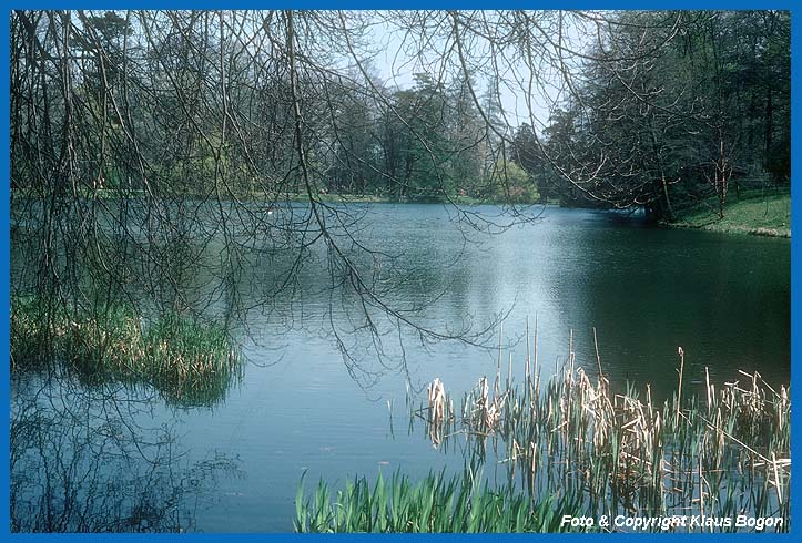 Grere Teiche sind der Lebensraum der Groen Teichmuschel (Anodonta cygnea).