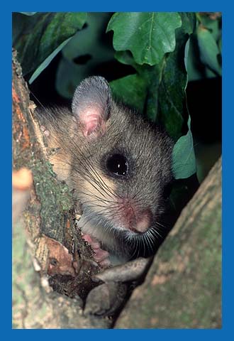 Siebenschlfer (Glis glis) Bild 11