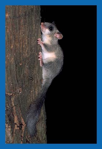 Siebenschlfer (Glis glis) Bild 17