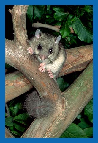 Siebenschlfer (Glis glis) Bild 13