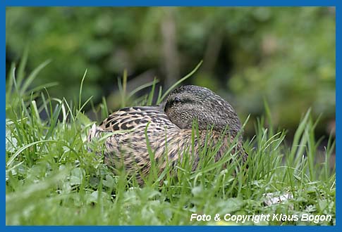 Stockente Weibchen