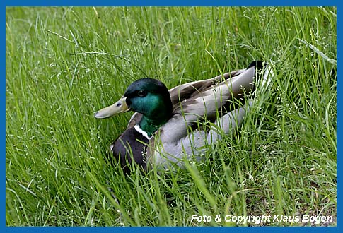 Ruhendes  Stockenten-Mnnchen (Erpel)