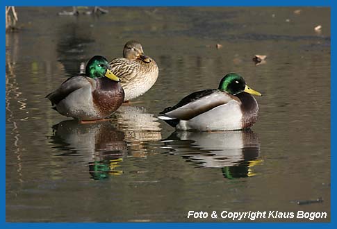 Stockenten auf Eisflche ruhend.