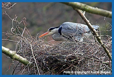 Graureiher Ardea cinerea, Weibchen am Nest.