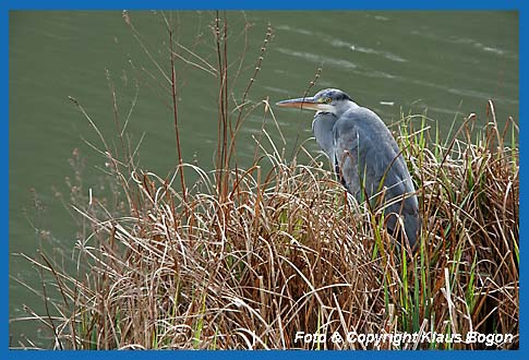 Graureiher Ardea cinerea am Gewsserrand ruhend.