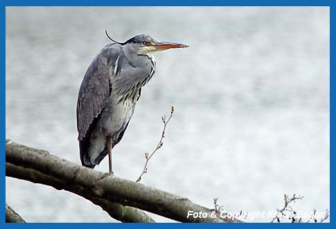 Graureiher Ardea cinerea auf Ast ber dem Wasser.