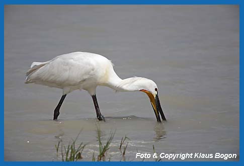 Lffler Platalea leucorodia bei der Nahrungssuche.