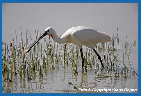 Lffler Platalea leucorodia mit kleinen Fisch im Schnabel.