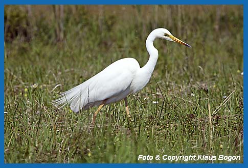 Silberreiher Casmerodius albus auf Nahrungssuche.